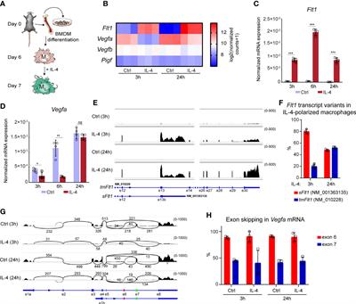 The transcriptional control of the VEGFA-VEGFR1 (FLT1) axis in alternatively polarized murine and human macrophages